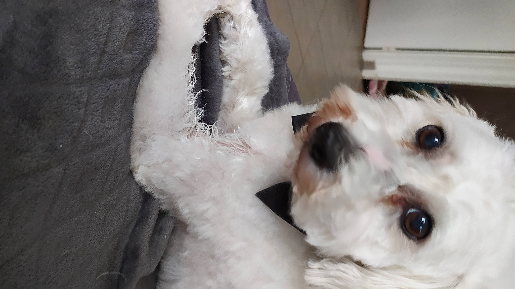 Guerlain a rejoint le concours — aidez-le/la à gagner de superbes lots ! canidae, carnivore, companion_dog, dog, dog_breed, fur, snout, working_animal, working_dog