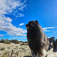 Rox Des Pins a rejoint le concours — aidez-le/la à gagner de superbes lots ! dog, fluffy, outdoor, log, sand, shrub, sky, clouds, sunlight, nature, pet, canine, landscape, animal, fur, daytime, profile, alert, majestic, scenic
