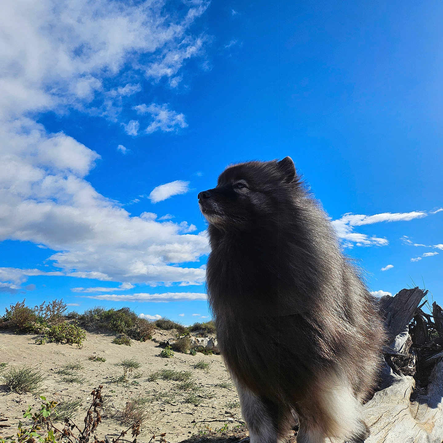 Rox Des Pins a rejoint le concours — aidez-le/la à gagner de superbes lots ! alert, animal, canine, clouds, daytime, dog, fluffy, fur, landscape, log, majestic, nature, outdoor, pet, profile, sand, scenic, shrub, sky, sunlight