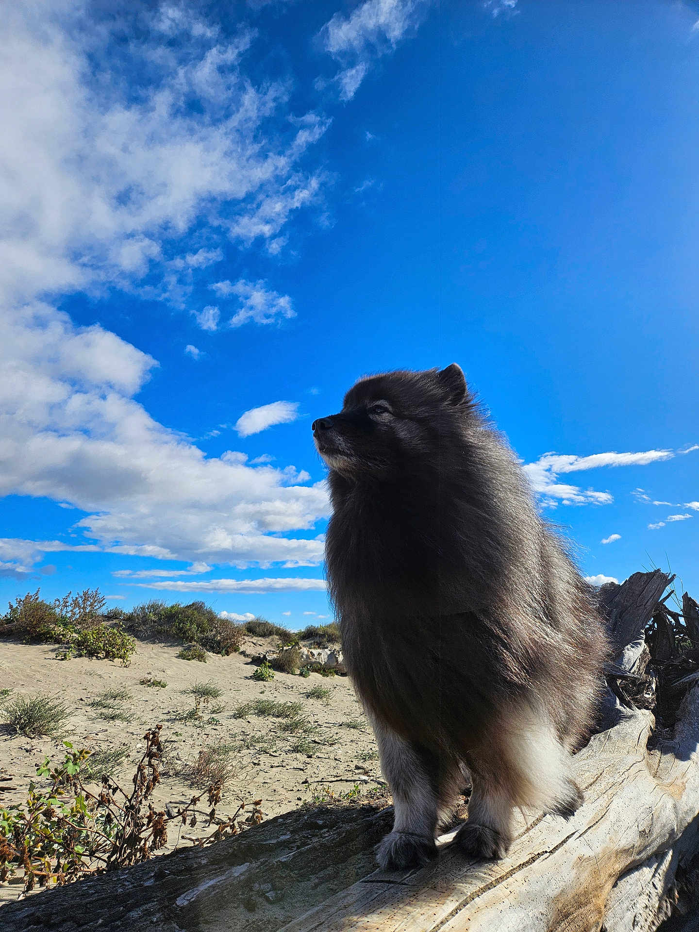 Rox Des Pins a rejoint le concours — aidez-le/la à gagner de superbes lots ! dog, fluffy, outdoor, log, sand, shrub, sky, clouds, sunlight, nature, pet, canine, landscape, animal, fur, daytime, profile, alert, majestic, scenic