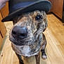 dog, brindle, hat, bowler_hat, wooden_floor, indoor, pet, canine, close_up, brown, black, white_chest, sitting, animal, domestic_animal, cute, portrait, whiskers, floor, hand