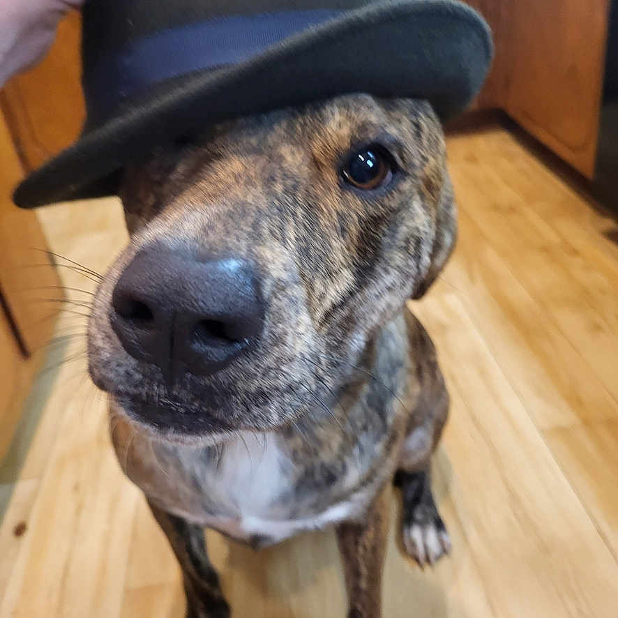 Snort is registered to the contest to win money with this photo: animal, black, bowler_hat, brindle, brown, canine, close_up, cute, dog, domestic_animal, floor, hand, hat, indoor, pet, portrait, sitting, whiskers, white_chest, wooden_floor