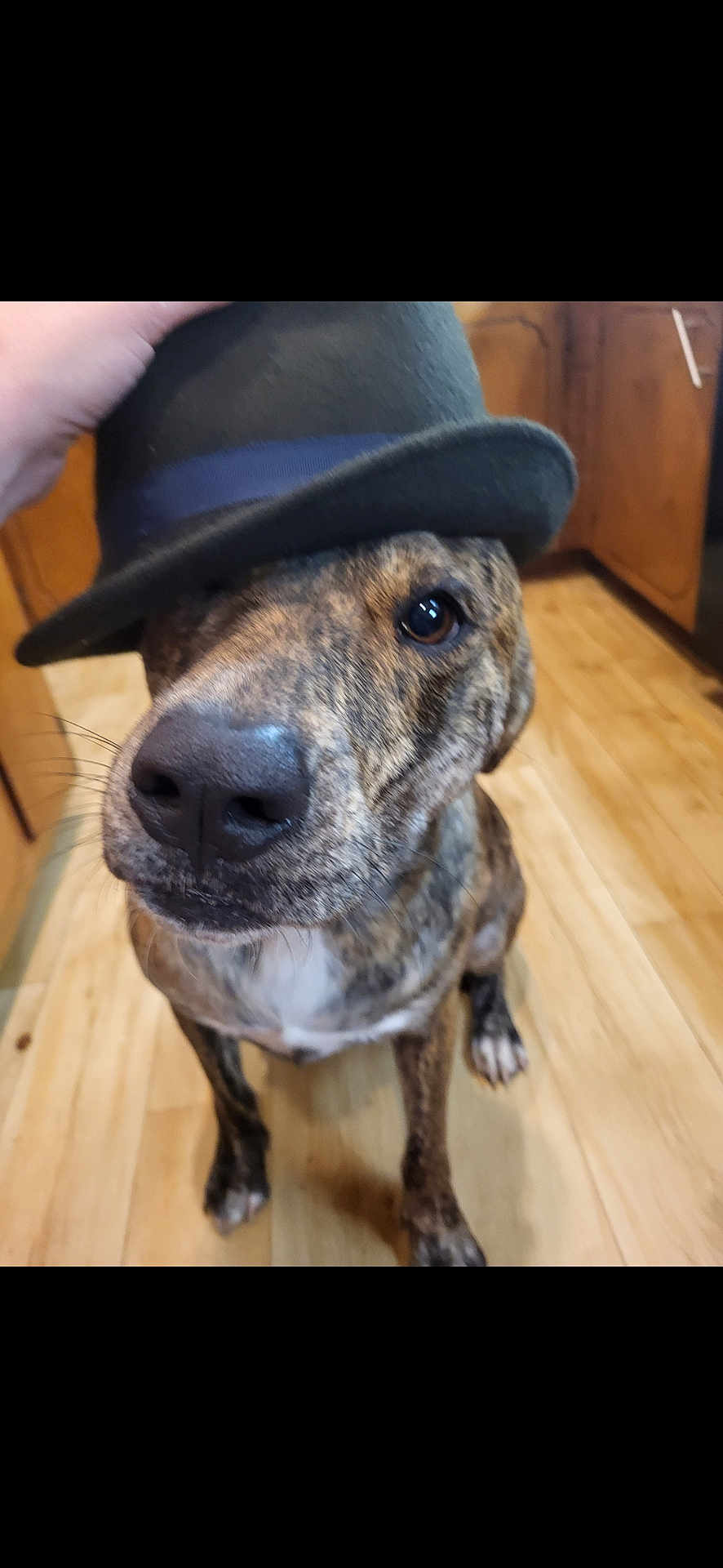 Snort is registered to the contest to win money with this photo: dog, brindle, hat, bowler_hat, wooden_floor, indoor, pet, canine, close_up, brown, black, white_chest, sitting, animal, domestic_animal, cute, portrait, whiskers, floor, hand