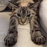 Whimsy is registered to the contest to win money with this photo: cat, stretching, paws, feline, indoor, cozy, cushions, patterned, soft_surface, close_up, whiskers, ears, tabby, relaxed, pets, animal, cute, fur, resting, bed