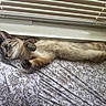 Whimsy joined the competition — help win amazing prizes! cat, lying_down, bedspread, floral_pattern, window_blinds, indoor, pet, feline, relaxed, curled_paws, striped_fur, blue_eyes, resting, domestic_cat, cozy, sleepy, whiskers, soft_light, close_up, animal