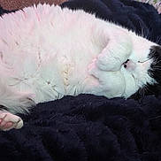 Tawny joined the competition — help win amazing prizes! animal, black_and_white, blanket, cat, closed_eyes, comfort, cozy, cute, domestic_cat, fluffy, fur, indoor, nap, paw, pet, relaxing, resting, sleeping, soft, whiskers