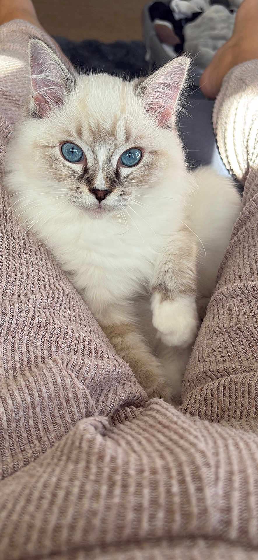 Theodore