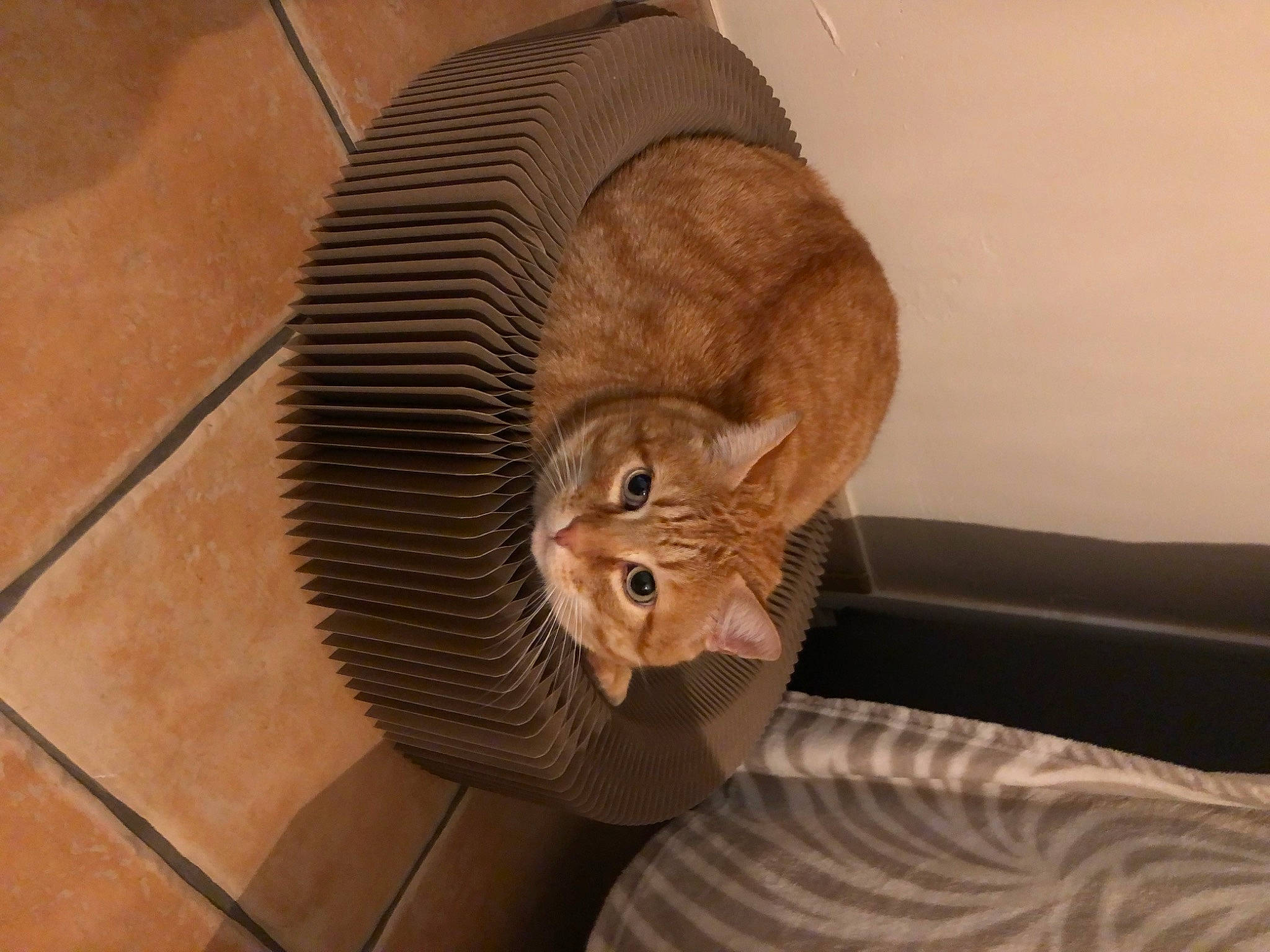 Garfield participe au concours pour gagner de l'argent avec cette photo : brown, carnivore, cat, cat_bed, cat_supply, chair, comfort, domestic_short_haired_cat, door, fawn, felidae, flooring, fur, hardwood, room, small_to_medium_sized_cats, tail, terrestrial_animal, whiskers, wood