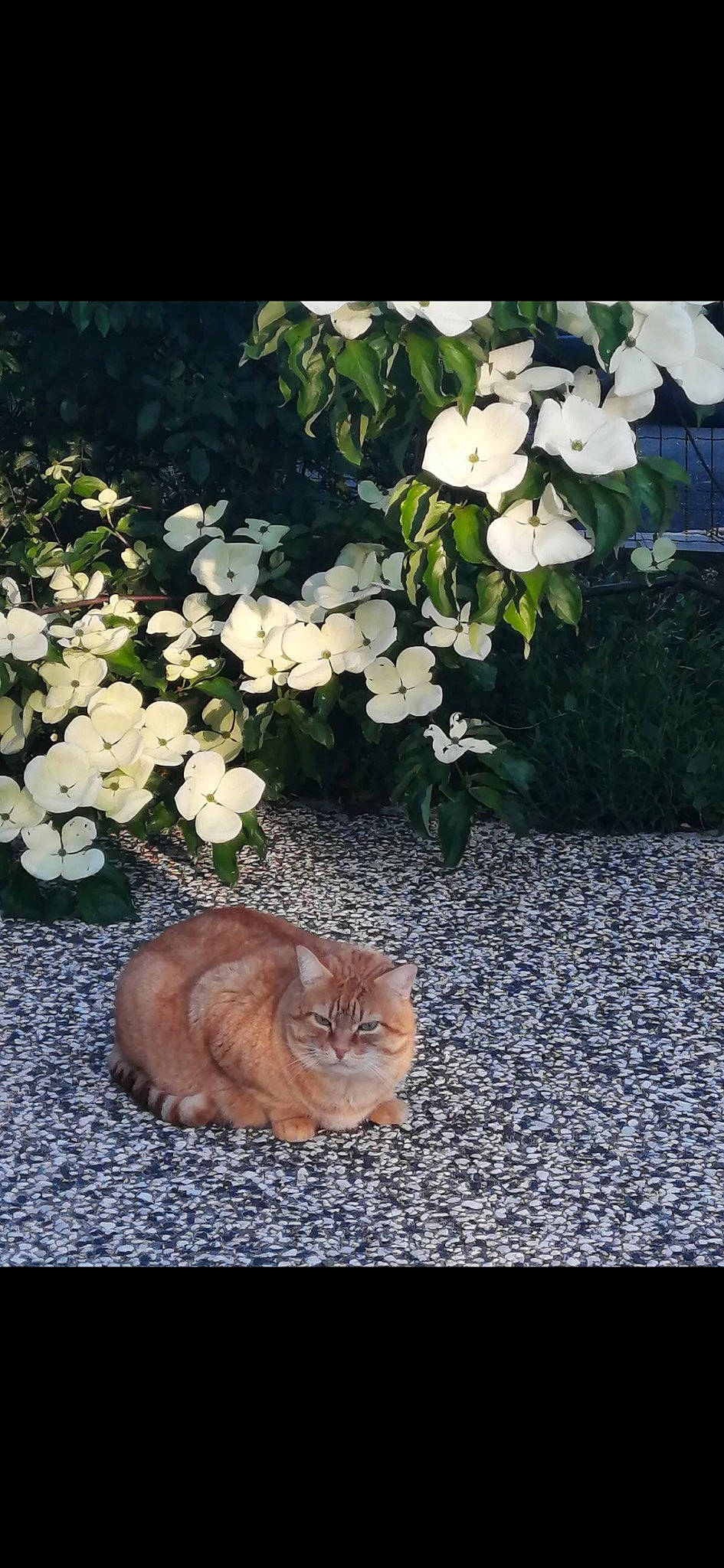 Garfield participe au concours pour gagner de l'argent avec cette photo : botany, carnivore, cat, fawn, felidae, flower, flowerpot, grass, groundcover, houseplant, leaf, petal, plant, road_surface, shrub, small_to_medium_sized_cats, tints_and_shades, tree, whiskers, wood