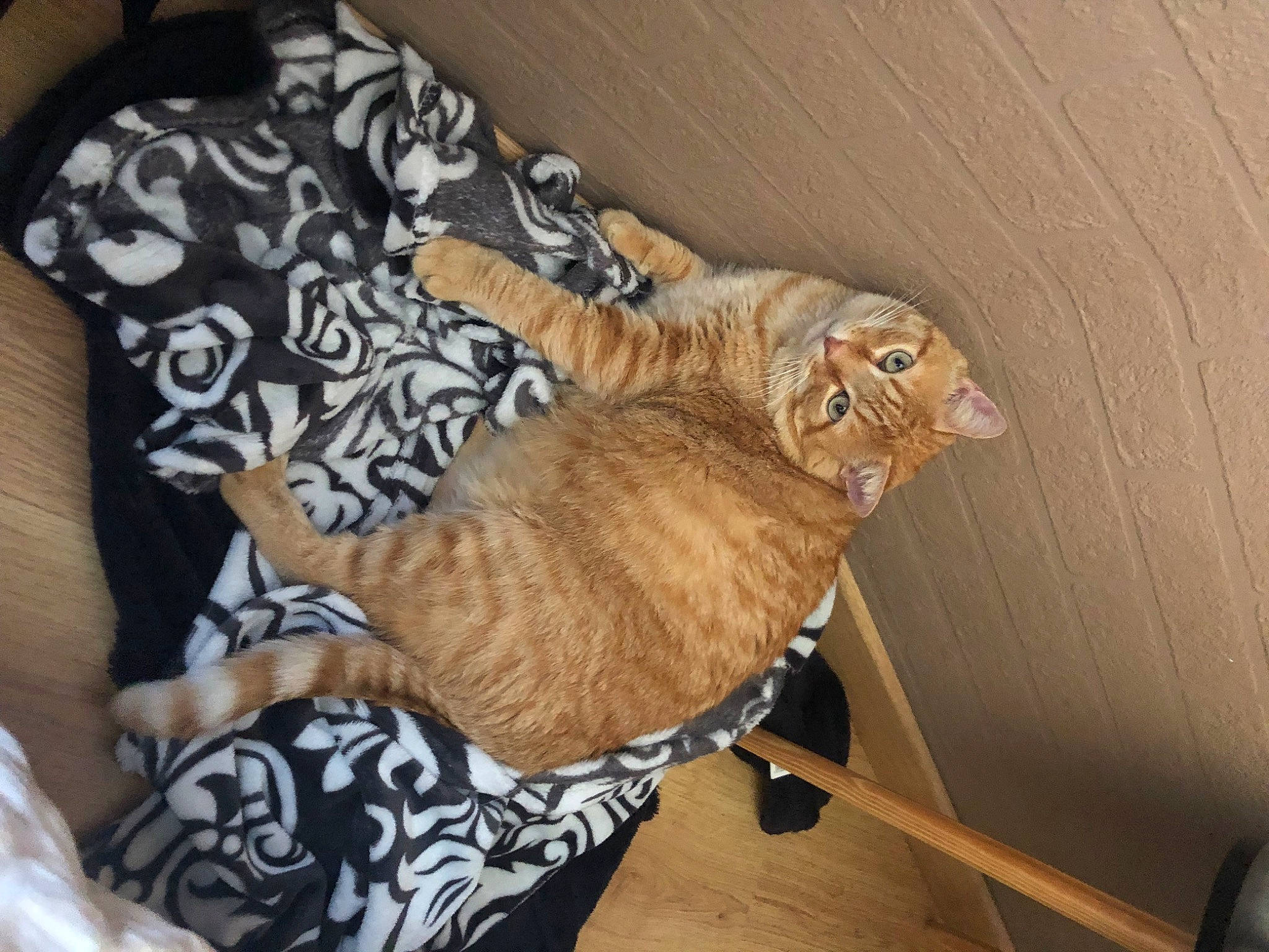 Garfield a rejoint le concours — aidez-le/la à gagner de superbes lots ! carnivore, cat, ceiling, chair, comfort, domestic_short_haired_cat, fawn, felidae, flooring, fur, hardwood, paw, room, small_to_medium_sized_cats, tail, whiskers, wood, wood_flooring