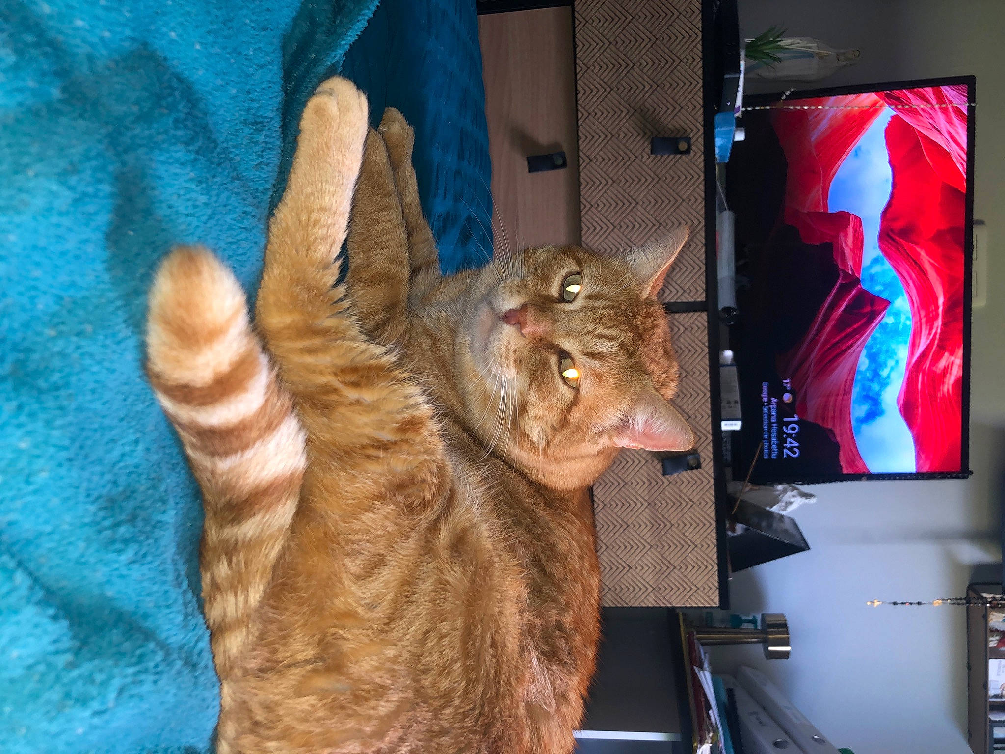 Garfield a rejoint le concours — aidez-le/la à gagner de superbes lots ! carnivore, cat, claw, comfort, computer_hardware, display_device, domestic_short_haired_cat, felidae, fur, home_appliance, human_leg, lap, paw, room, small_to_medium_sized_cats, tail, television_set, whiskers