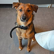 Abby participe au concours pour gagner de l'argent avec cette photo : dog, pet, collar, leash, indoor, floor, lamp, cabinet, furniture, looking_up, brown_fur, paws, eyes, portrait, sitting, shadow, attentive, muzzle, head, ears