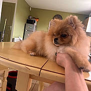 Gusta participe au concours pour gagner de l'argent avec cette photo : animal, brown_fur, companion, cozy, cute, dog, domestic, fluffy, furniture, hand, household, indoor, kitchen, person_hand, pet, pomeranian, relaxed, resting, table, wooden_table