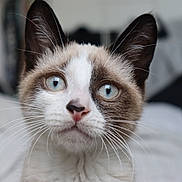 Alaska a rejoint le concours — aidez-le/la à gagner de superbes lots ! cat, close_up, blue_eyes, whiskers, fur, pet, animal, portrait, indoor, curious, face, focus, ears, muzzle, domestic_cat, feline, looking_up, soft_light, background_blur, cute