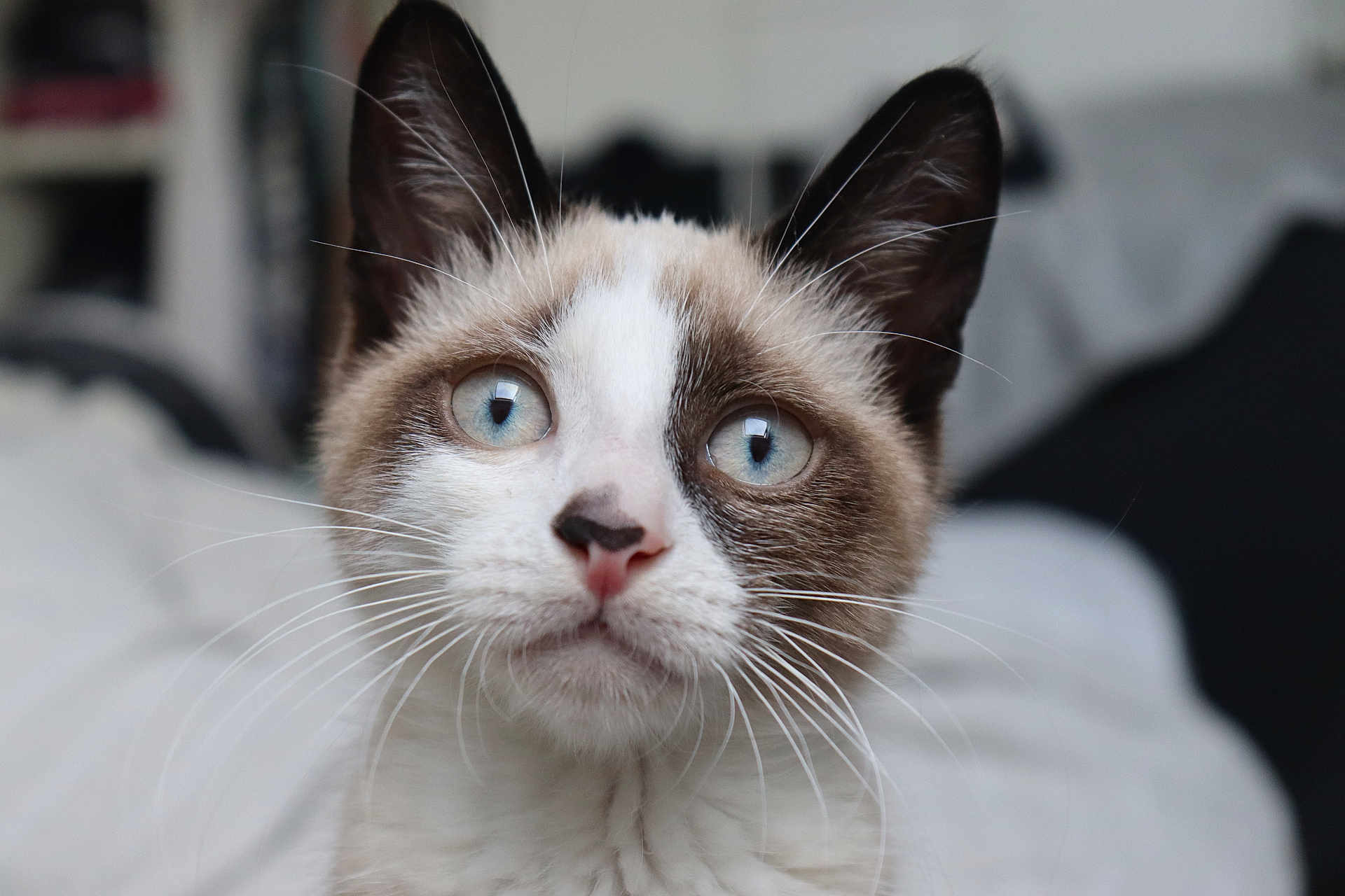 Alaska a rejoint le concours — aidez-le/la à gagner de superbes lots ! cat, close_up, blue_eyes, whiskers, fur, pet, animal, portrait, indoor, curious, face, focus, ears, muzzle, domestic_cat, feline, looking_up, soft_light, background_blur, cute