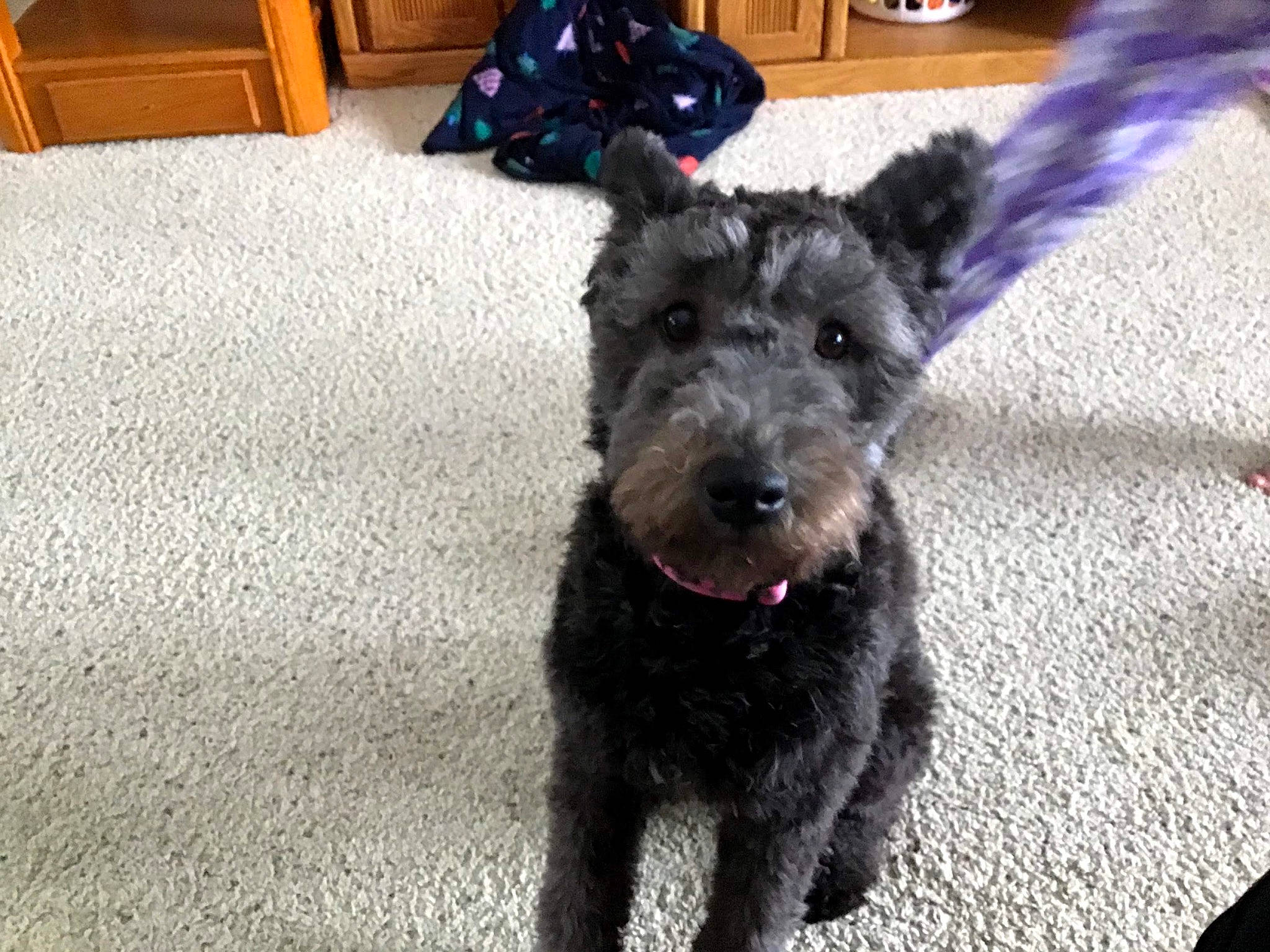 Lulu is registered to the contest to win money with this photo: canidae, carnivore, companion_dog, dog, dog_breed, kerry_blue_terrier, lakeland_terrier, mammal, miniature_schnauzer, pumi, puppy, rare_breed_dog, schnauzer, schnoodle, scottish_terrier, small_terrier, sporting_group, terrier, vertebrate