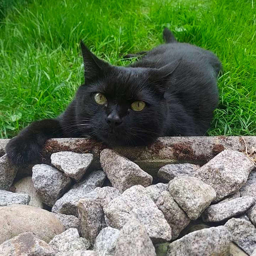 Symba a rejoint le concours — aidez-le/la à gagner de superbes lots ! animal, architecture, backyard, blackcat, building, cat, cattle, cow, field, grass, grassland, livestock, nature, outdoors, pet, plant, rock, slate, wall, yard