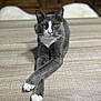 cat, gray_cat, white_paws, crossed_paws, yellow_eyes, indoor, wooden_surface, furniture, domestic_animal, pet, relaxed, portrait, animal, mammal, whiskers, ears, fur, table, home, cozy