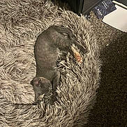 Sapphire is registered to the contest to win money with this photo: animal, carpet, cat, comfort, cozy, cute, domestic_cat, feline, fluffy_bed, furniture, gray_cat, home, indoor, nap, paw, pet_bed, relaxing, resting, sleeping, soft_texture