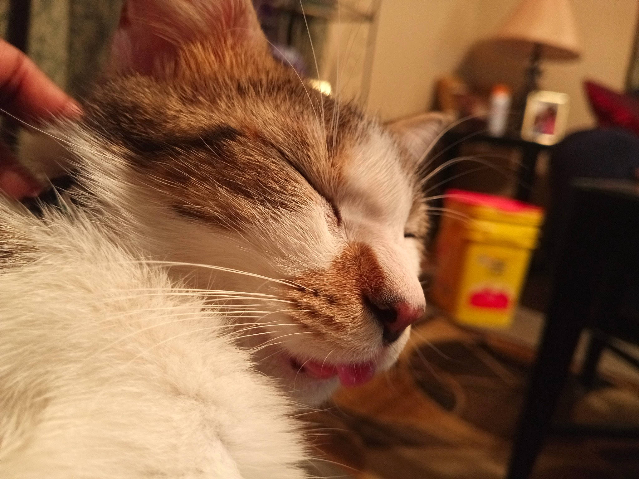 Pineapple is registered to the contest to win money with this photo: carnivore, cat, claw, comfort, domestic_short_haired_cat, ear, fawn, felidae, fur, lamp, nap, paw, sleep, small_to_medium_sized_cats, snout, tail, whiskers