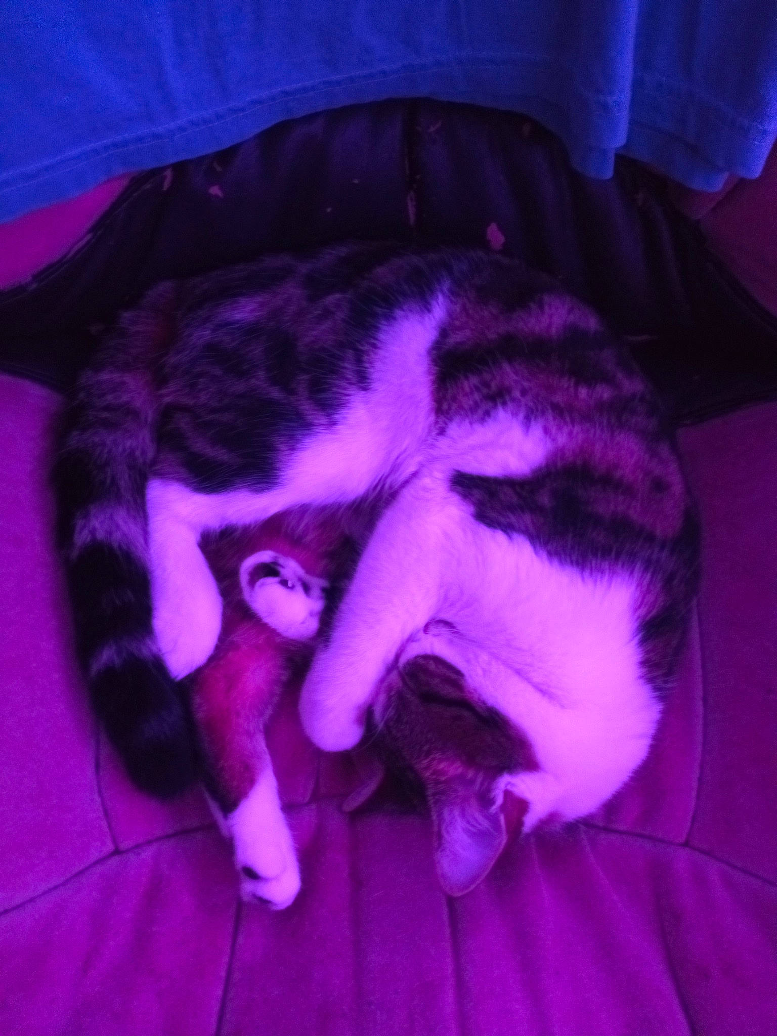 Pineapple joined the competition — help win amazing prizes! carnivore, cat, cloud, comfort, companion_dog, dog_breed, electric_blue, fawn, felidae, gesture, happy, jaw, magenta, mammal, pink, purple, small_to_medium_sized_cats, textile, toy, whiskers