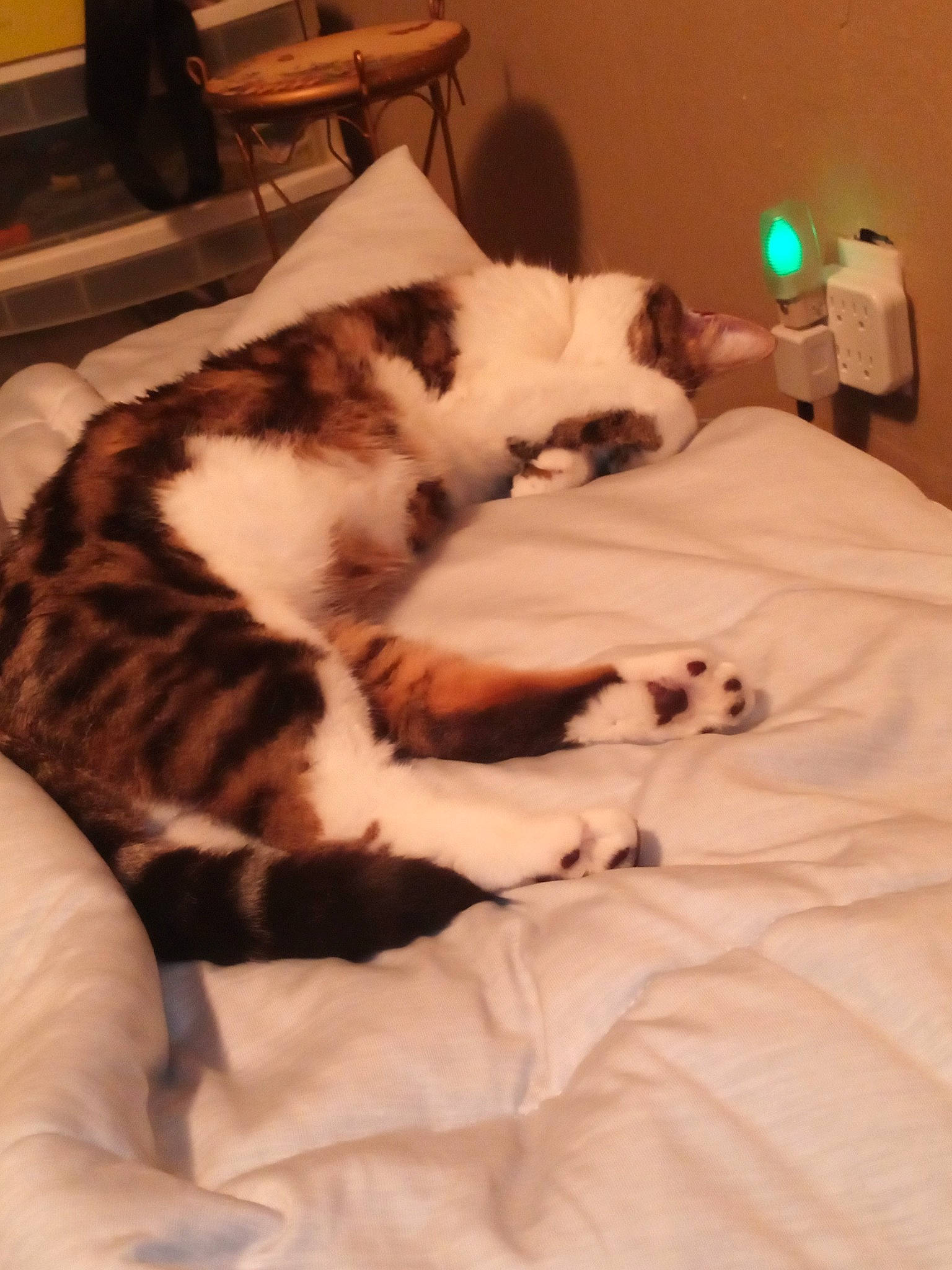 Pineapple is registered to the contest to win money with this photo: brown, canidae, carnivore, cat, comfort, companion_dog, dog_breed, domestic_short_haired_cat, felidae, flooring, fur, hardwood, linens, mammal, nap, room, small_to_medium_sized_cats, terrestrial_animal, vertebrate, whiskers