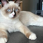 Gribouille a rejoint le concours — aidez-le/la à gagner de superbes lots ! animal, blue_eyes, brown_markings, cat, close_up, cute, domestic_animal, feline, fur, house, indoor, looking_away, lying_down, mammal, pet, portrait, relaxed, table_surface, whiskers, white_paws