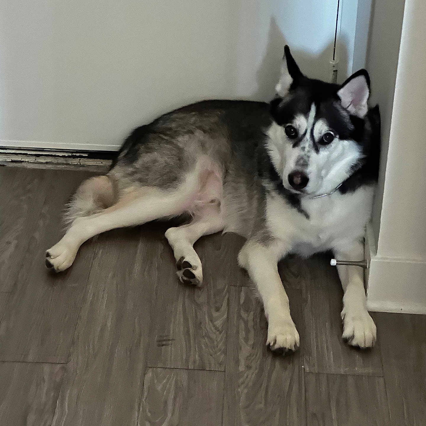 Zero is registered to the contest to win money with this photo: animal, bodypart, canine, dog, eskimodog, hardwood, husky, indoors, interiordesign, mouth, person, pet, puppy, tongue, wood