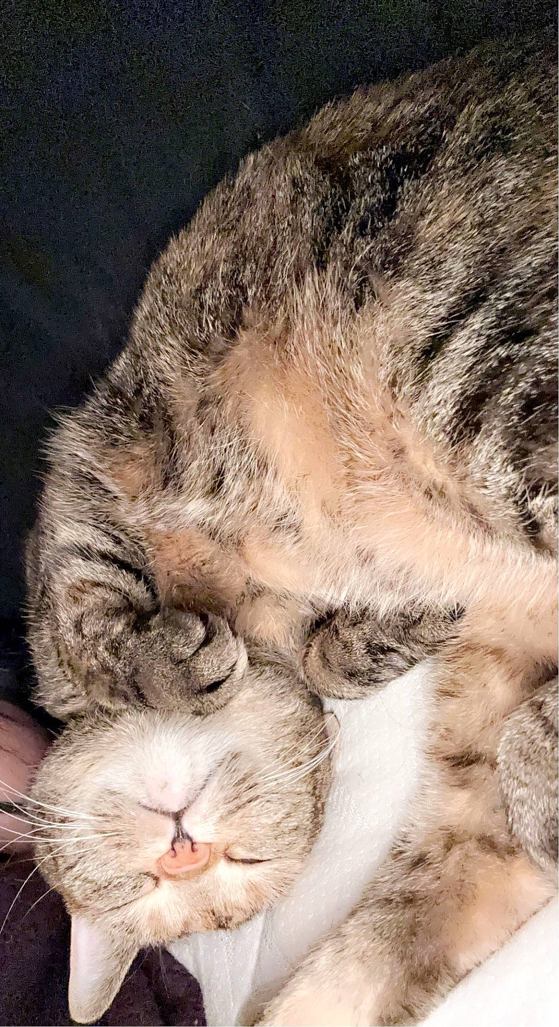 Daphne is registered to the contest to win money with this photo: carnivore, cat, claw, close_up, comfort, domestic_short_haired_cat, eye, fawn, felidae, fur, nap, natural_material, paw, sleep, small_to_medium_sized_cats, snout, tail, terrestrial_animal, whiskers, wildlife