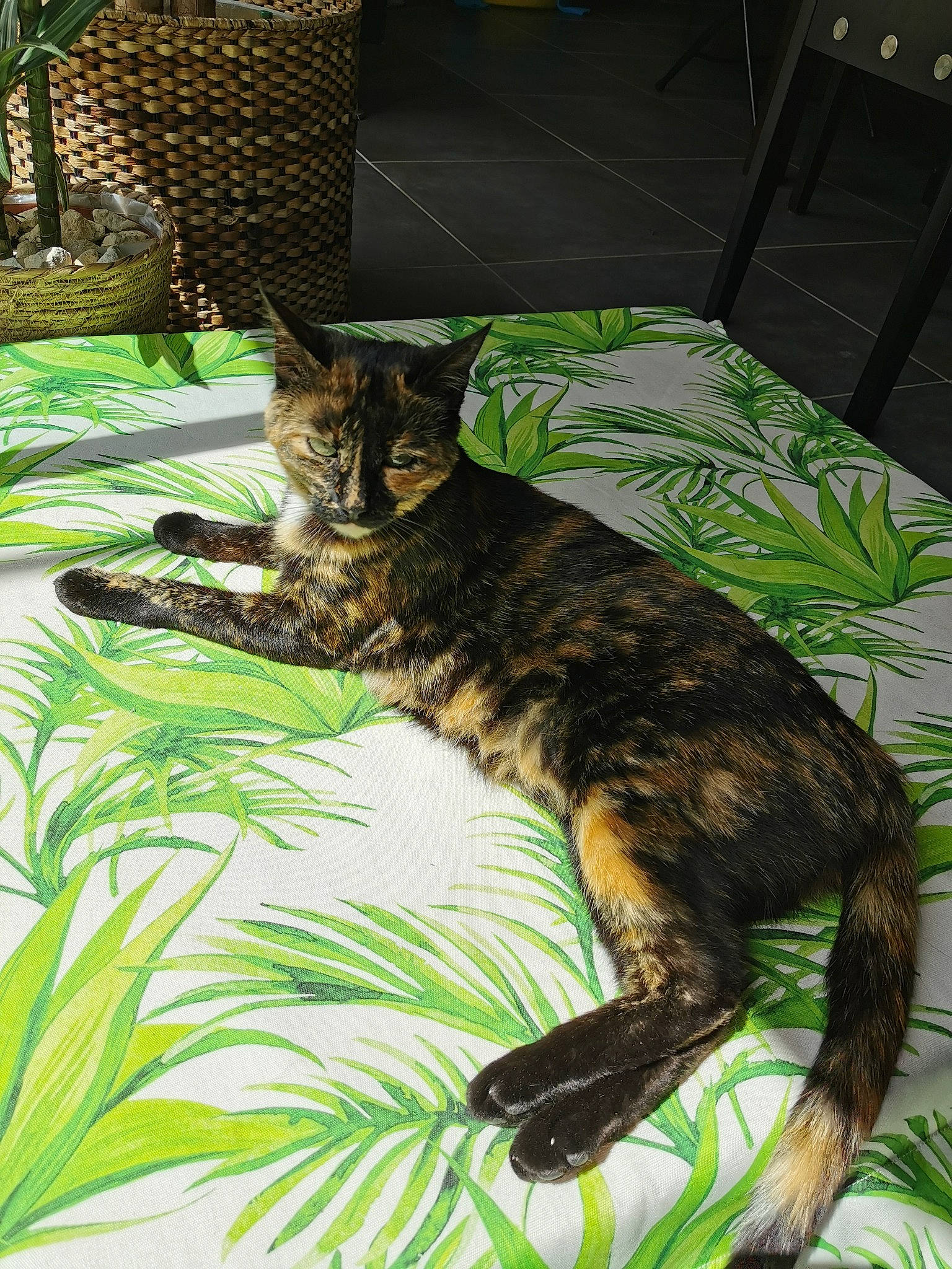 Oxy a rejoint le concours — aidez-le/la à gagner de superbes lots ! carnivore, cat, claw, comfort, domestic_short_haired_cat, felidae, fur, grass, houseplant, linens, palm_tree, plant, small_to_medium_sized_cats, tail, terrestrial_animal, tree, whiskers