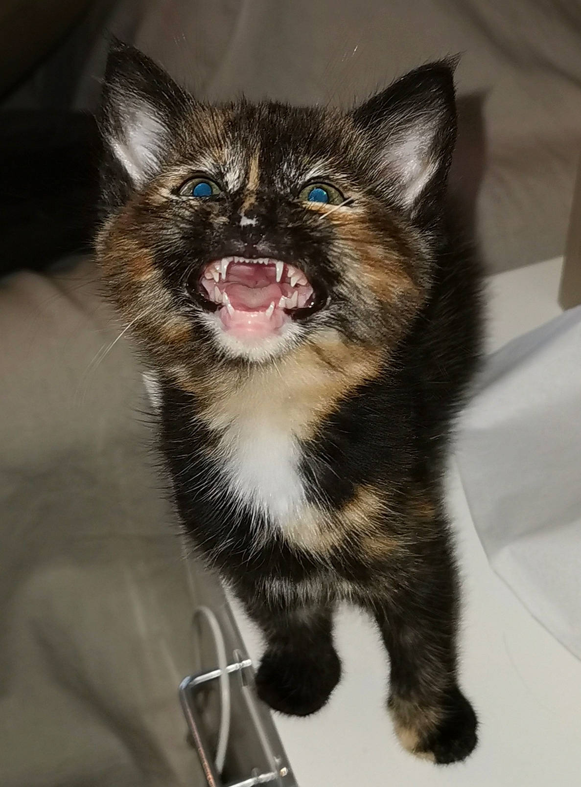 Oxy a rejoint le concours — aidez-le/la à gagner de superbes lots ! carnivore, cat, claw, dog_breed, domestic_short_haired_cat, eye, fang, felidae, foot, fur, head, human_body, jaw, paw, small_to_medium_sized_cats, snout, tail, terrestrial_animal, whiskers, window