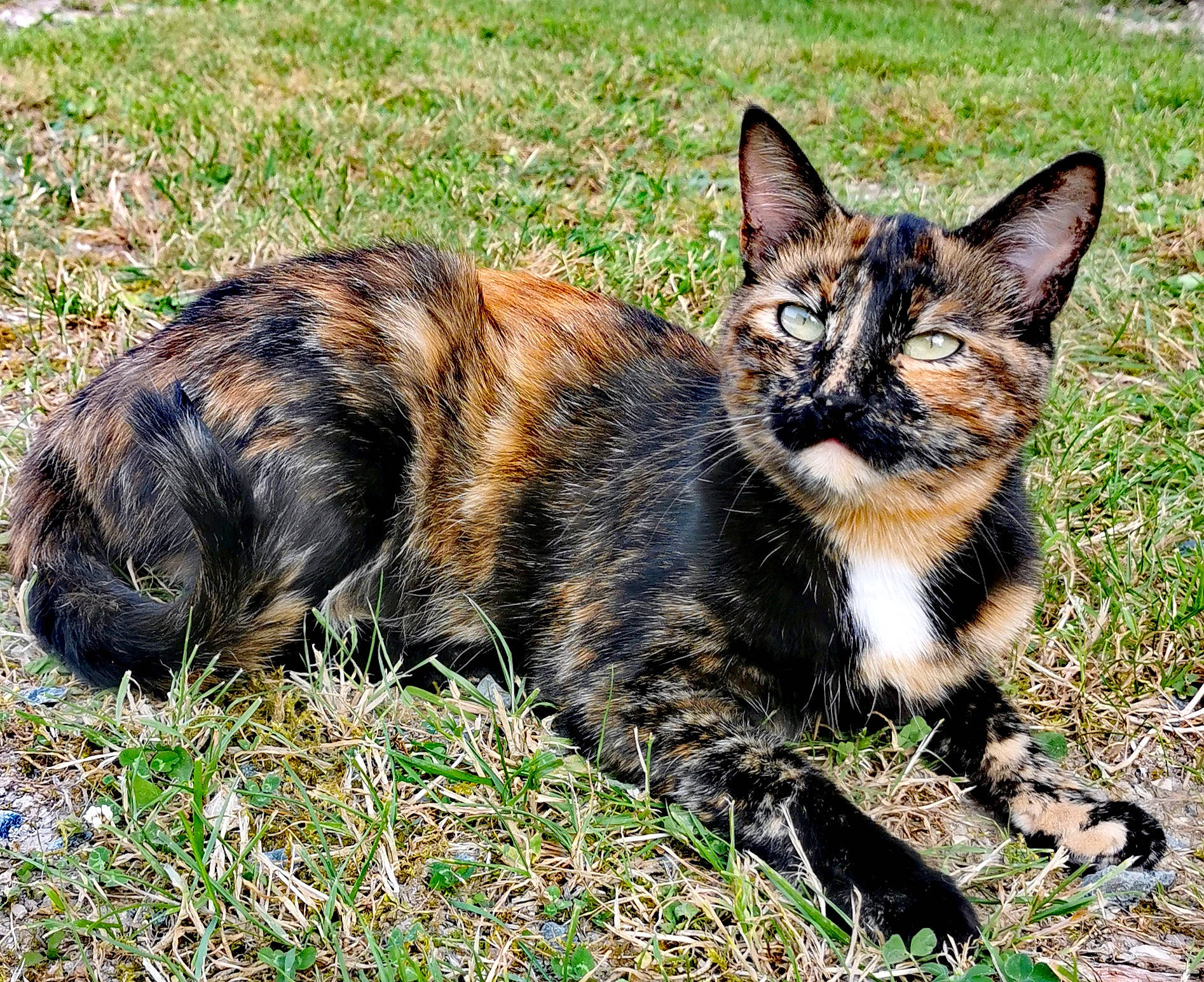 Oxy a rejoint le concours — aidez-le/la à gagner de superbes lots ! carnivore, cat, claw, domestic_short_haired_cat, fawn, felidae, fur, grass, groundcover, paw, plant, sitting, small_to_medium_sized_cats, snout, soil, tail, terrestrial_animal, whiskers, wildlife