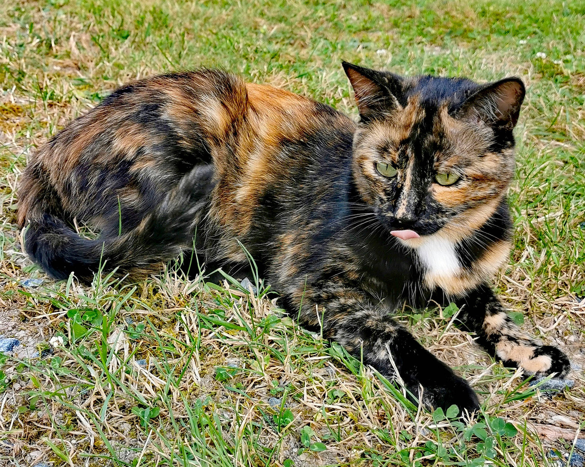Oxy a rejoint le concours — aidez-le/la à gagner de superbes lots ! carnivore, cat, claw, domestic_short_haired_cat, felidae, fur, grass, groundcover, paw, plant, sitting, small_to_medium_sized_cats, snout, soil, tail, terrestrial_animal, whiskers, wildlife