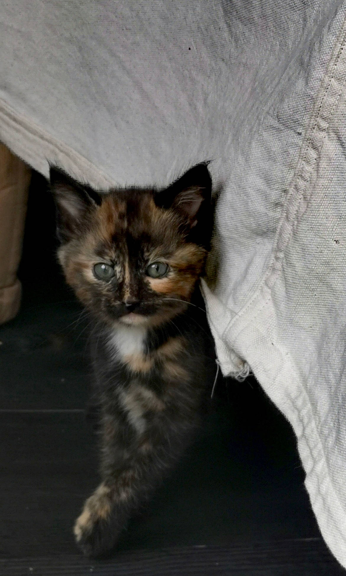 Oxy a rejoint le concours — aidez-le/la à gagner de superbes lots ! carnivore, cat, claw, comfort, domestic_short_haired_cat, fawn, felidae, fur, grey, paw, sitting, small_to_medium_sized_cats, tail, terrestrial_animal, whiskers