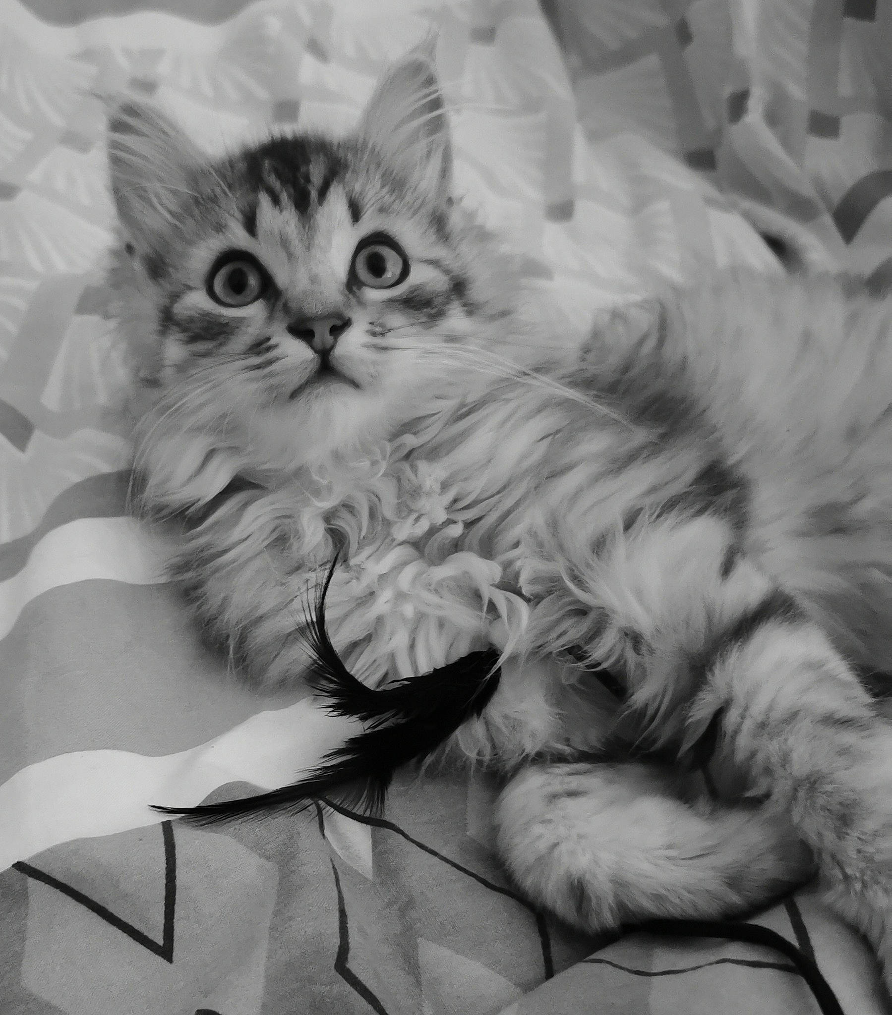 Inox a rejoint le concours — aidez-le/la à gagner de superbes lots ! british_longhair, carnivore, cat, claw, comfort, domestic_short_haired_cat, felidae, fur, gesture, grey, monochrome, monochrome_photography, paw, photo_caption, small_to_medium_sized_cats, style, tail, whiskers