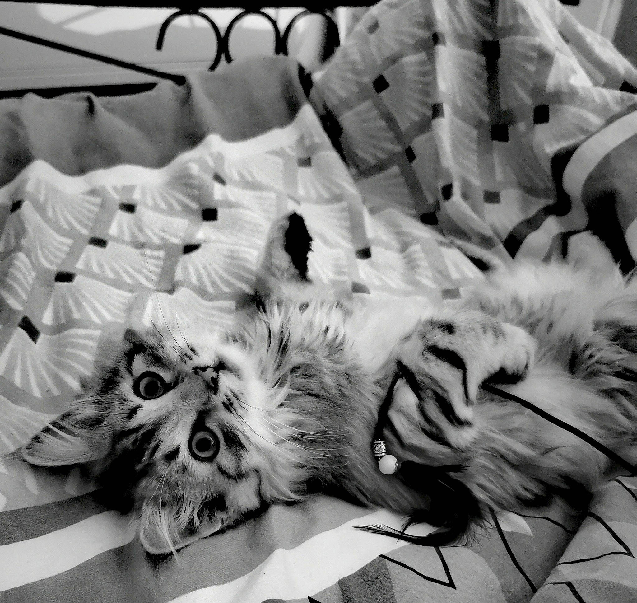 Inox participe au concours pour gagner de l'argent avec cette photo : art, black_and_white, carnivore, companion_dog, design, dog_breed, fang, feather, felidae, font, line, monochrome, monochrome_photography, pattern, small_to_medium_sized_cats, snout, sporting_group, style, textile, whiskers