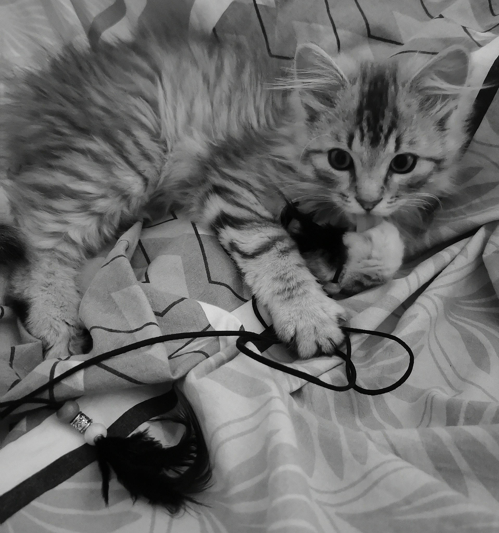 Inox participe au concours pour gagner de l'argent avec cette photo : art, bed, black_and_white, carnivore, cat, claw, comfort, domestic_short_haired_cat, felidae, fur, gesture, monochrome, monochrome_photography, nap, paw, small_to_medium_sized_cats, snout, style, tail, whiskers