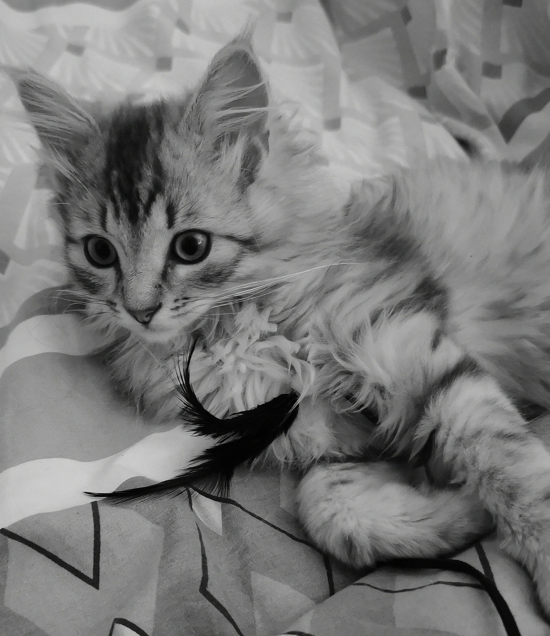 Inox participe au concours pour gagner de l'argent avec cette photo : british_longhair, carnivore, cat, claw, comfort, felidae, fur, gesture, iris, maine_coon, monochrome, monochrome_photography, paw, small_to_medium_sized_cats, snout, style, tail, whiskers