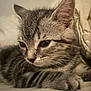 Diana a rejoint le concours — aidez-le/la à gagner de superbes lots ! kitten, cat, tabby, fur, whiskers, close_up, pet, animal, cute, sleepy, resting, blanket, indoor, soft, young, feline, cozy, paws, ears, portrait