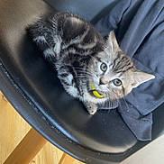 Diana a rejoint le concours — aidez-le/la à gagner de superbes lots ! kitten, cat, striped, tabby, yellow_collar, black_chair, wooden_floor, indoor, pet, feline, cute, young, animal, resting, looking_up, fur, whiskers, ears, small, domestic