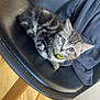 kitten, cat, striped, tabby, yellow_collar, black_chair, wooden_floor, indoor, pet, feline, cute, young, animal, resting, looking_up, fur, whiskers, ears, small, domestic