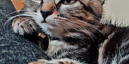 Diana a rejoint le concours — aidez-le/la à gagner de superbes lots ! cat, kitten, tabby, fur, whiskers, paws, indoor, close_up, relaxed, cute, pet, animal, feline, soft_texture, resting, young, domestic, curious, portrait, cozy