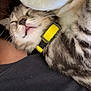Diana participe au concours pour gagner de l'argent avec cette photo : cat, sleeping, yellow_collar, close_up, feline, pet, fur, whiskers, striped, tabby, cozy, blanket, human, black_shirt, snuggling, resting, indoor, cute, animal, soft