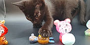 Mr Koko is registered to the contest to win money with this photo: black_cat, kitten, toy, paw, curious, figurine, colorful, indoor, playful, animal, pet, small_toy, close_up, dark_background, whiskers, ears, eyes, claws, table, focus
