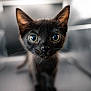 Mr Koko joined the competition — help win amazing prizes! black_kitten, cat, close_up, curious, whiskers, ears, eyes, pet, animal, feline, young, cute, indoor, portrait, soft_background, focus, fur, face, small, adorable