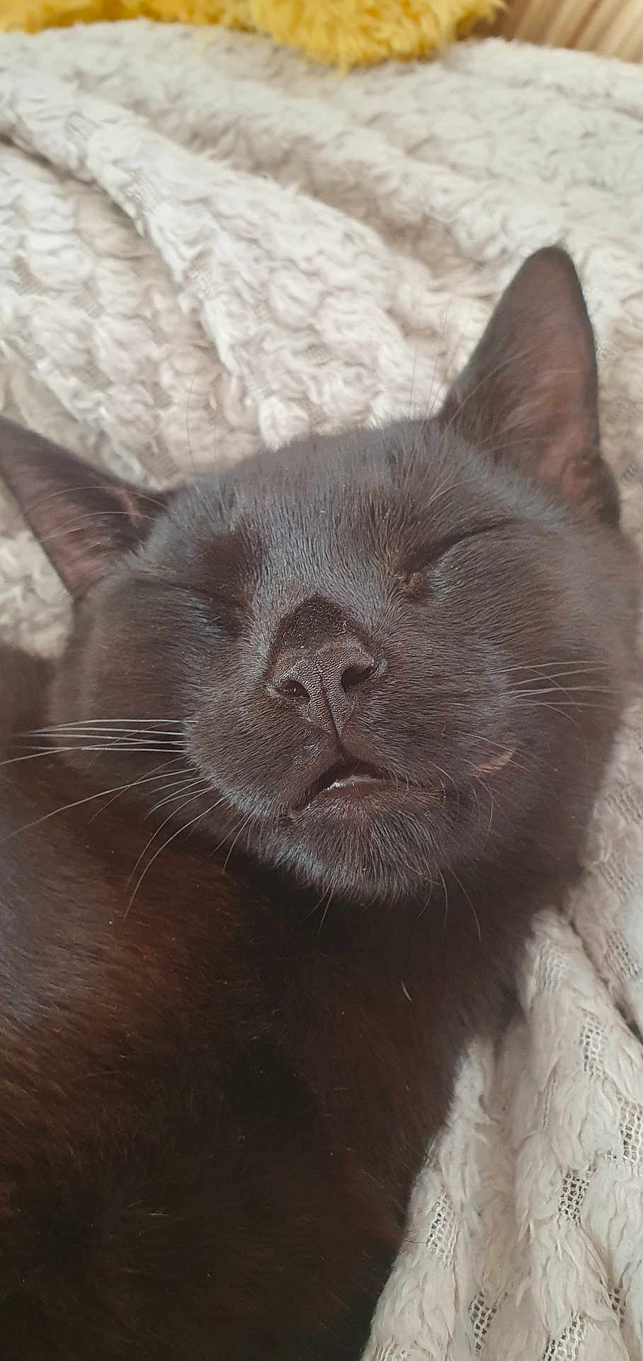 Mr Koko joined the competition — help win amazing prizes! cat, black_cat, sleeping, close_up, whiskers, fur, cozy, blanket, knitted_blanket, pet, animal, resting, indoor, cute, domestic_cat, relaxation, soft_texture, face, nose, ears