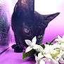 Mr Koko is registered to the contest to win money with this photo: black_cat, cat, flowers, white_flowers, purple_background, curious, close_up, pet, whiskers, green_leaves, indoor, animal, feline, sniffing, texture, reflection, nature, cute, soft_light, plant