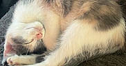 Marie is registered to the contest to win money with this photo: kitten, sleeping, cat, fur, cozy, blanket, indoor, pet, cute, resting, animal, feline, soft, peaceful, nap, domestic, young, warm, comfort, cuddly