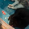 Marie is registered to the contest to win money with this photo: animal, blue, carpet, cat, clownfish, cozy, cute, fur, indoor, kitten, pattern, peaceful, pets, playpen, resting, sleeping, snuggling, soft, tabby, two_cats