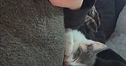 Marie joined the competition — help win amazing prizes! blanket, casual, cat, closeup, couch, cozy, domestic, furniture, hand, home, indoor, lamp, person, pet, quiet, relaxation, resting, sleeping, soft, warm